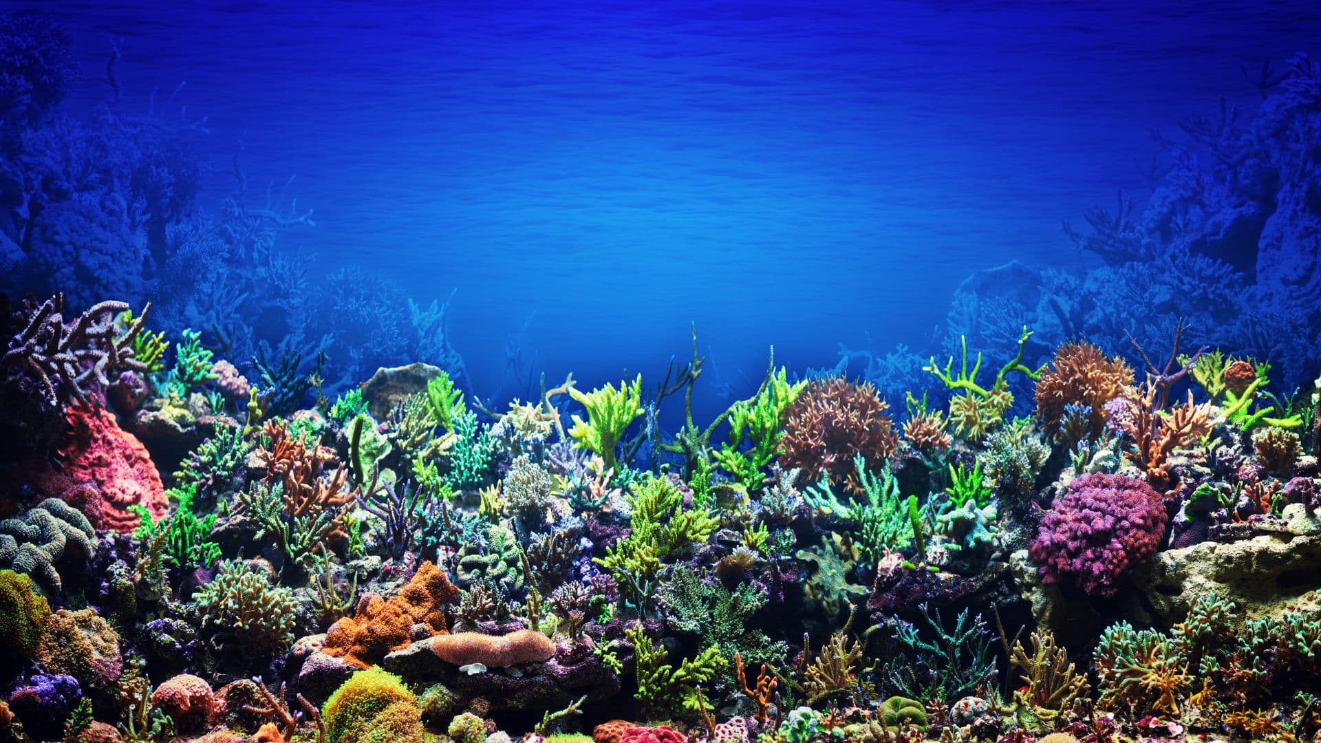 Great Barrier Reef: A day of underwater exploration at the world’s largest coral reef.