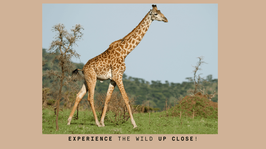 Top 5 Safari Rides to Take This Year: From Africa to Indian Jungles