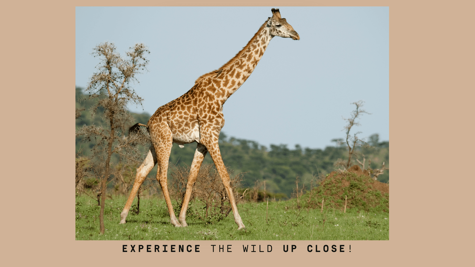 Top 5 Safari Rides to Take This Year: From Africa to Indian Jungles