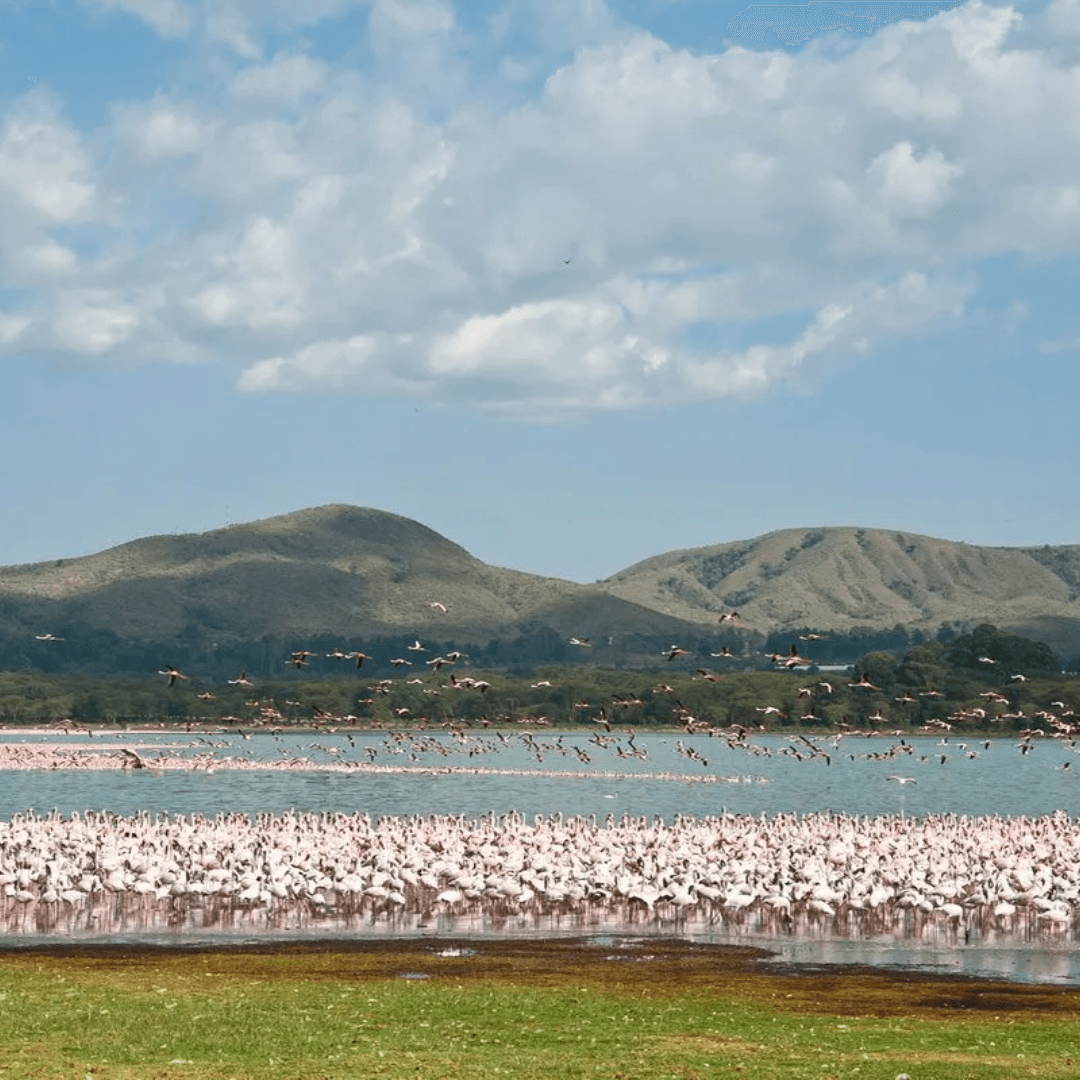 Enjoy a serene boat ride on Lake Naivasha, a beautiful freshwater lake. This relaxing excursion offers opportunities to see hippos and a vast array of birds in their natural setting, providing a perfect balance to the thrilling game drives.