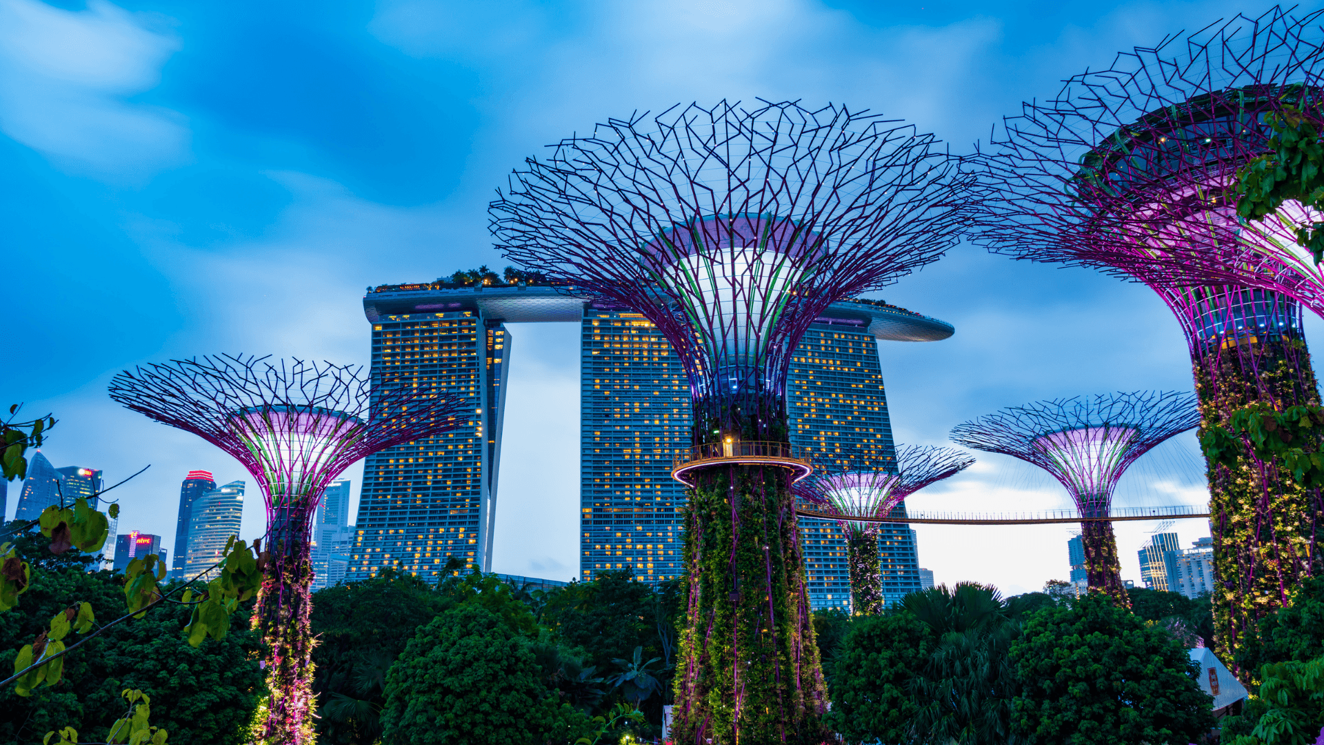 Gardens by the Bay Experience: Immerse in the beauty of Singapore’s iconic green space with stunning floral displays, mystical forests, and illuminated Supertrees.