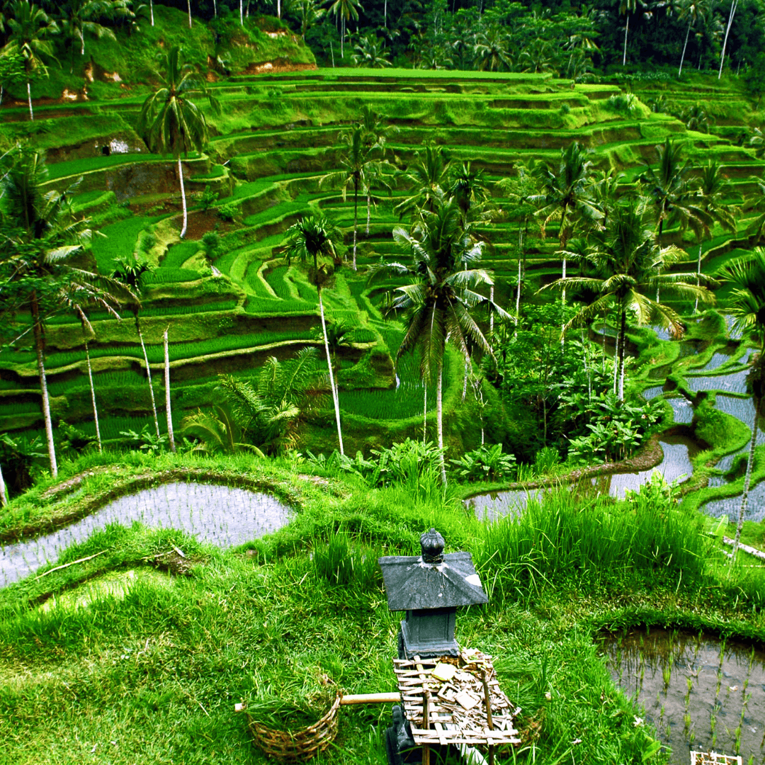 Bali Swing: Enjoy thrilling swings over scenic rice terraces in Ubud.