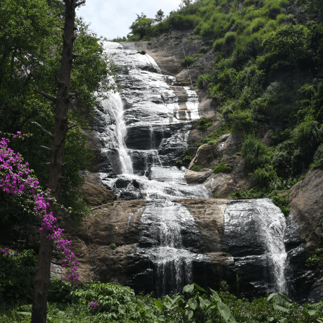 Visit Bear Shola Falls: During the right season, experience the splendid Bear Shola Falls, cascading among verdant surroundings, making it a photographer's delight.