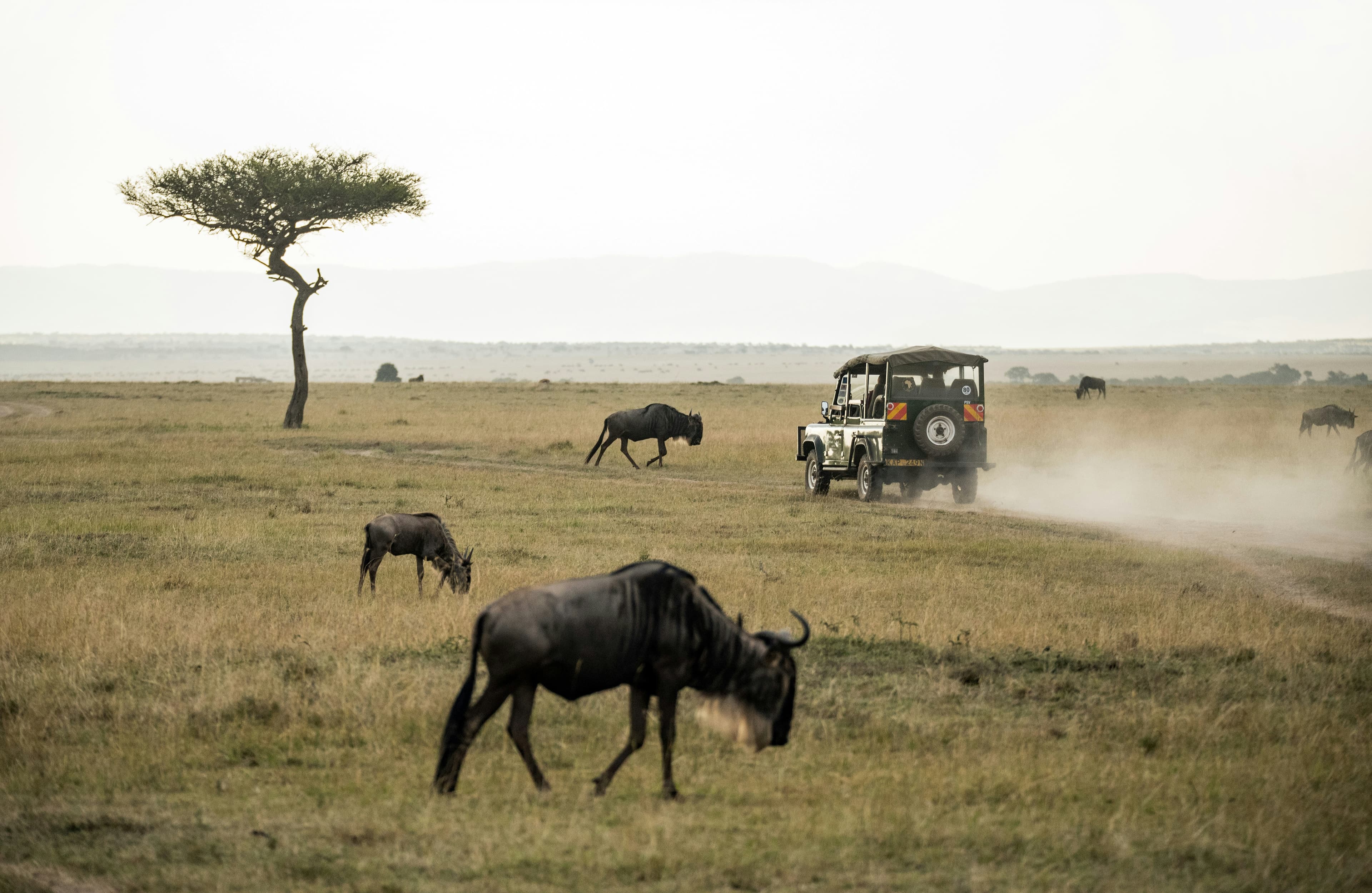 Masai Mara vs Serengeti: Which Safari Destination is Better?