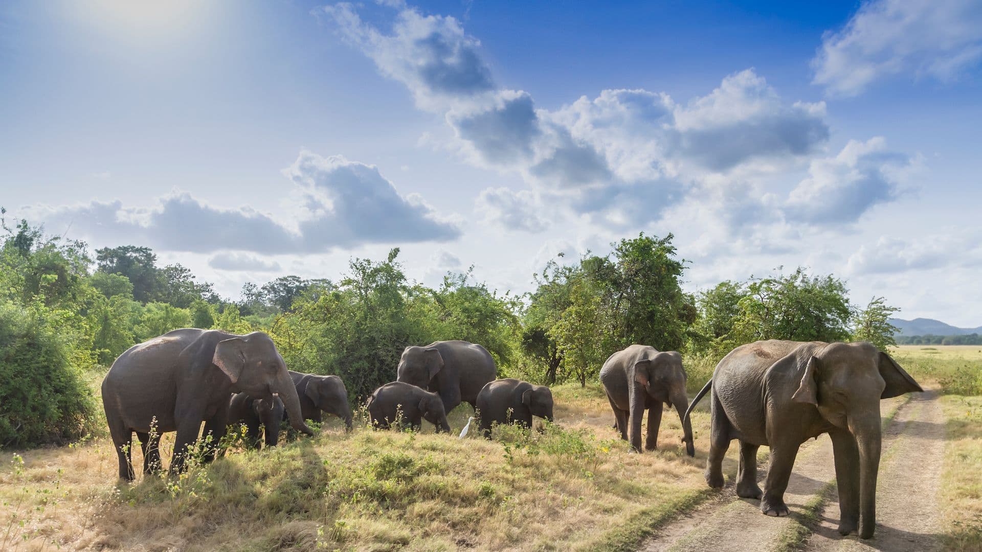 Pinnawala Elephant Orphanage – Observe gentle elephants in a conservation sanctuary dedicated to their care and well-being.
